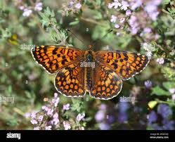 Attēlu rezultāti vaicājumam “Melitaea phoebe”