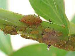 Attēlu rezultāti vaicājumam “Thecabius affinis nymph”