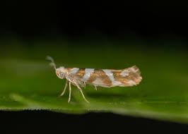 Attēlu rezultāti vaicājumam “Argyresthia goedartella”