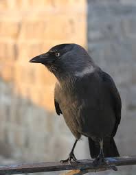 Attēlu rezultāti vaicājumam “Corvus monedula adult”