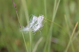 Attēlu rezultāti vaicājumam “Trichophorum alpinum fruit”