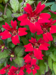 Image result for Ildblomkarse