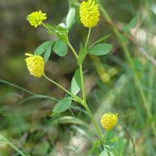 Attēlu rezultāti vaicājumam “Trifolium aureum”