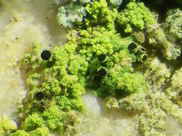 Attēlu rezultāti vaicājumam “Calicium salicinum”