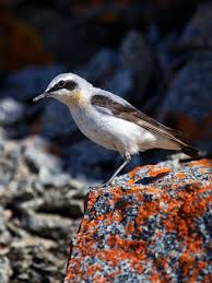 Attēlu rezultāti vaicājumam “Oenanthe oenanthe”