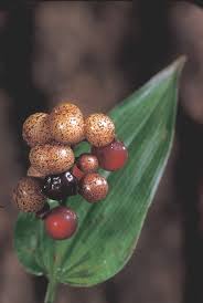 Attēlu rezultāti vaicājumam “Maianthemum bifolium fruit”