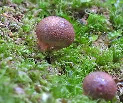 Attēlu rezultāti vaicājumam “Lycogala irregulare macro”