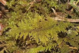 Attēlu rezultāti vaicājumam “Thuidium assimile”