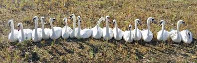 Image result for South Yorkshire Swans