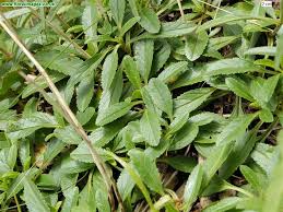 Attēlu rezultāti vaicājumam “Veronica spicata leaf”
