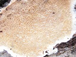 Attēlu rezultāti vaicājumam “Junghuhnia nitida”