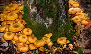 Attēlu rezultāti vaicājumam “Armillaria mellea”