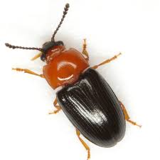 Attēlu rezultāti vaicājumam “Triplax aenea”