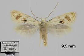 Attēlu rezultāti vaicājumam “Elachista maculicerusella”