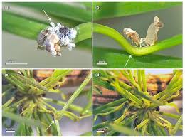 Attēlu rezultāti vaicājumam “Adelges laricis nymph”