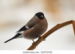 Attēlu rezultāti vaicājumam “Pyrrhula pyrrhula female”