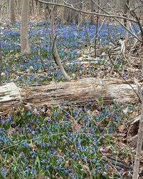Attēlu rezultāti vaicājumam “Scilla siberica leaf”