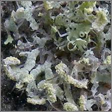 Attēlu rezultāti vaicājumam “Physcia tenella”