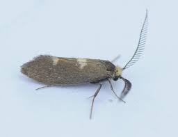 Attēlu rezultāti vaicājumam “Incurvariidae”