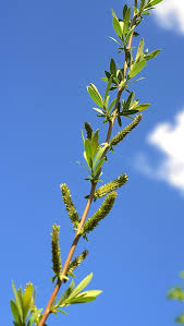 Attēlu rezultāti vaicājumam “Salix purpurea”