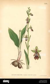 Attēlu rezultāti vaicājumam “Ophrys insectifera”