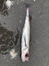 Image result for Merluccius merluccius