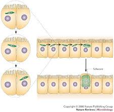 Attēlu rezultāti vaicājumam “undetermined plasmodium”