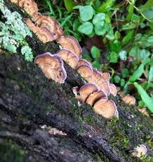 Attēlu rezultāti vaicājumam “Trichaptum biforme”