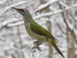 Attēlu rezultāti vaicājumam “Picus canus”