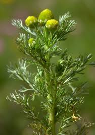 Attēlu rezultāti vaicājumam “Matricaria discoidea flower”