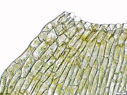 Attēlu rezultāti vaicājumam “Warnstorfia fluitans”