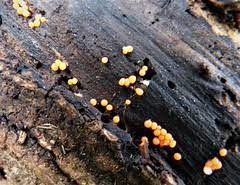 Attēlu rezultāti vaicājumam “Nectria peziza”