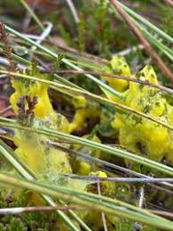 Attēlu rezultāti vaicājumam “Badhamia lilacina”