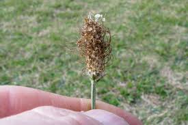 Attēlu rezultāti vaicājumam “Plantago lanceolata bud”