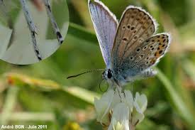 Attēlu rezultāti vaicājumam “Plebejus argus”