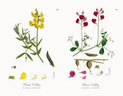 Attēlu rezultāti vaicājumam “Lathyrus pratensis”