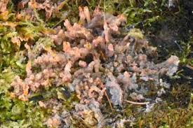 Attēlu rezultāti vaicājumam “Melanospora lagenaria”