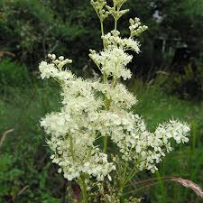 Attēlu rezultāti vaicājumam “Filipendula ulmaria  flower”