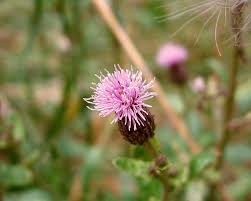 Attēlu rezultāti vaicājumam “Cirsium arvense flower”