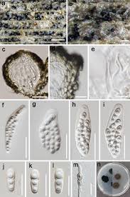 Attēlu rezultāti vaicājumam “Stemonitis foliicola stalked”