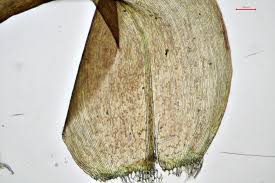 Attēlu rezultāti vaicājumam “Scorpidium revolvens”