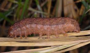 Attēlu rezultāti vaicājumam “Mythimna turca”