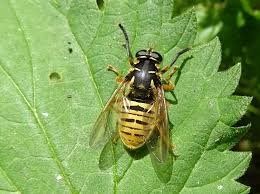 Attēlu rezultāti vaicājumam “Temnostoma vespiforme”