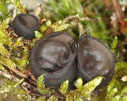 Attēlu rezultāti vaicājumam “Pseudoplectania nigrella”