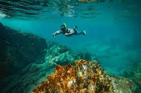 Image result for Wyndley NSC Snorkelling Club
