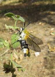 Attēlu rezultāti vaicājumam “Hemaris tityus”