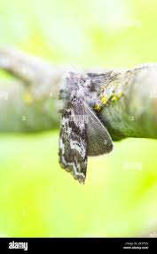 Attēlu rezultāti vaicājumam “Gynaephora selenitica”