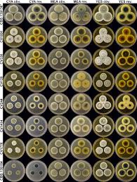Attēlu rezultāti vaicājumam “Fuligo gyrosa macro”