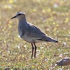 Image result for Vanellus gregarius