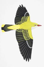 Attēlu rezultāti vaicājumam “Oriolus oriolus female”